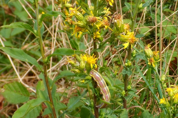 Cucullia (Cucullia) asteris, Noctuidae